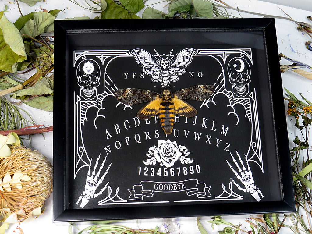 Death's-head moth