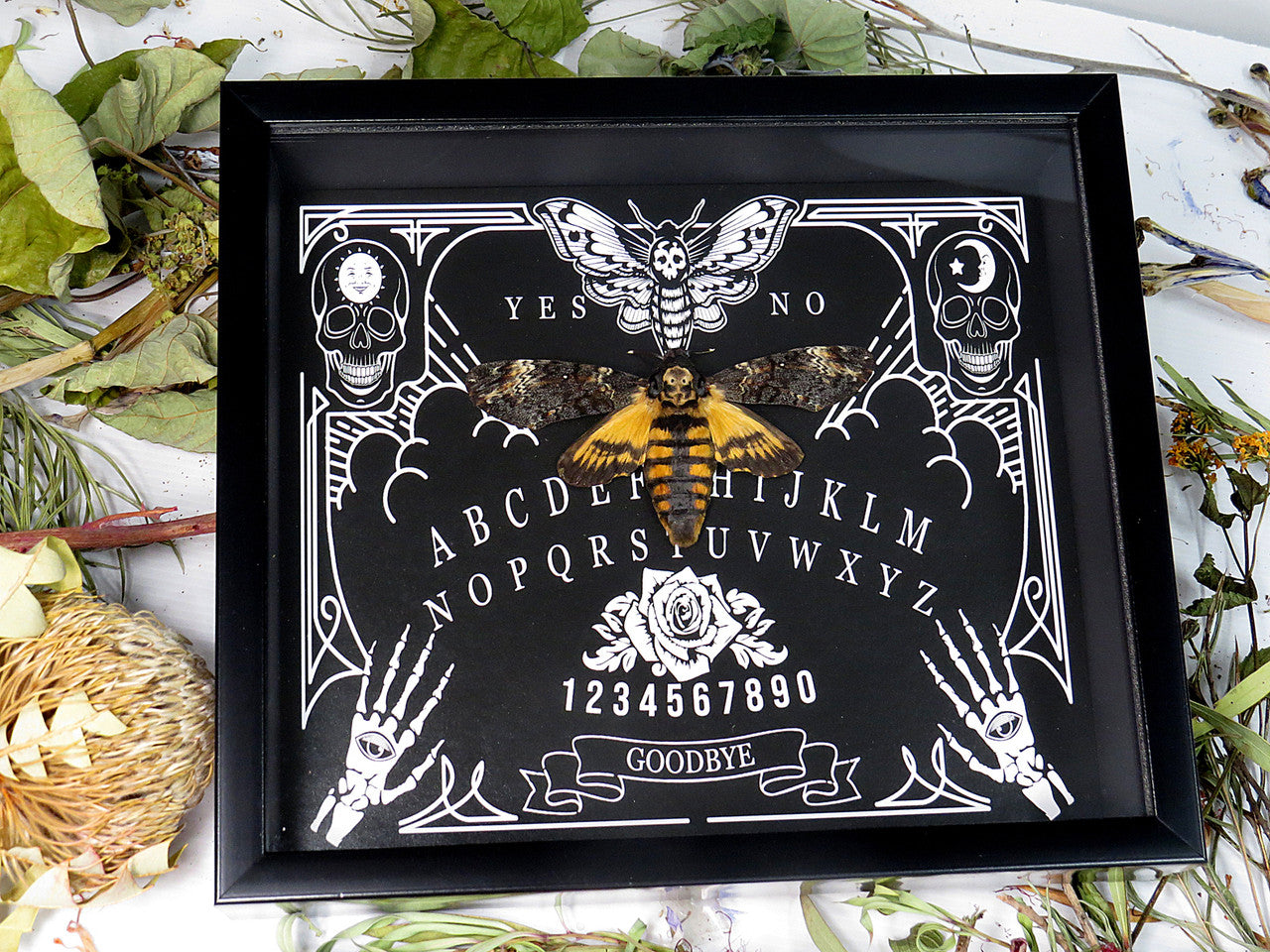 Death's-head moth