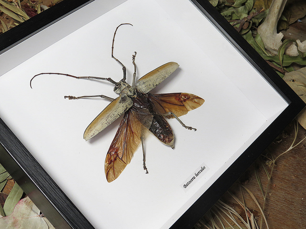 Batocera hercules
