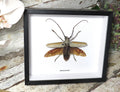 Batocera hercules