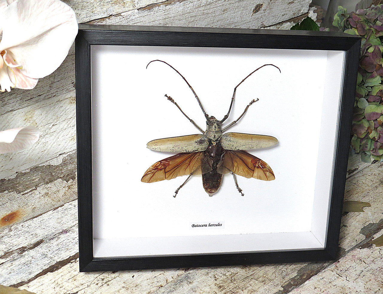 Batocera hercules