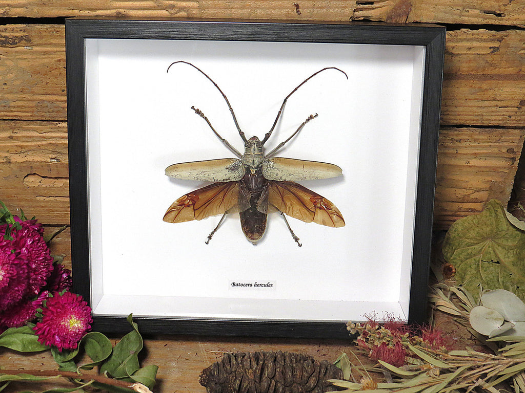 Batocera hercules