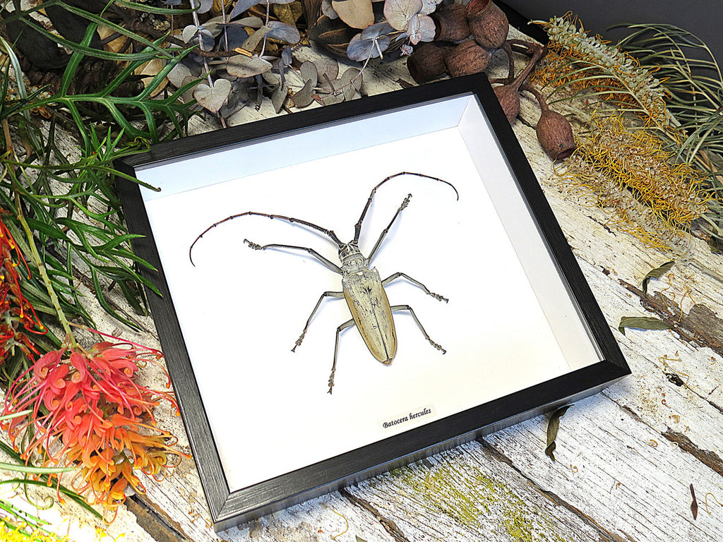 Batocera hercules