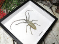 Batocera hercules