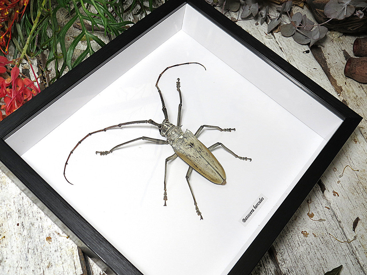 Batocera hercules