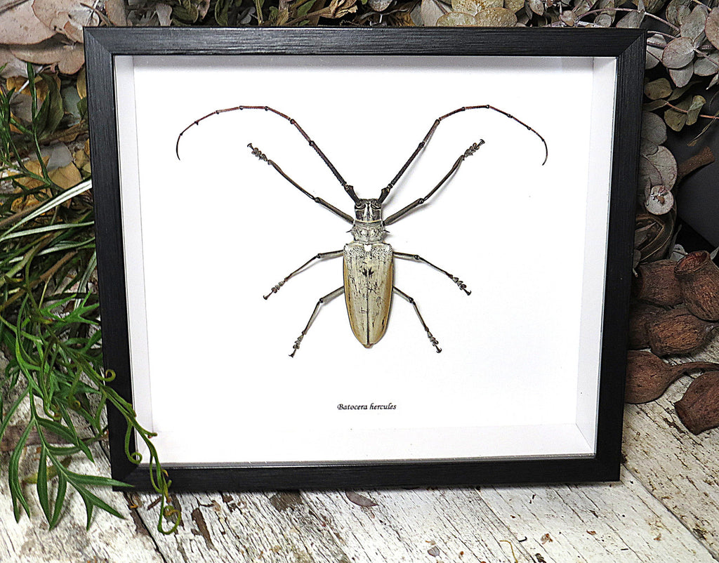 Batocera hercules