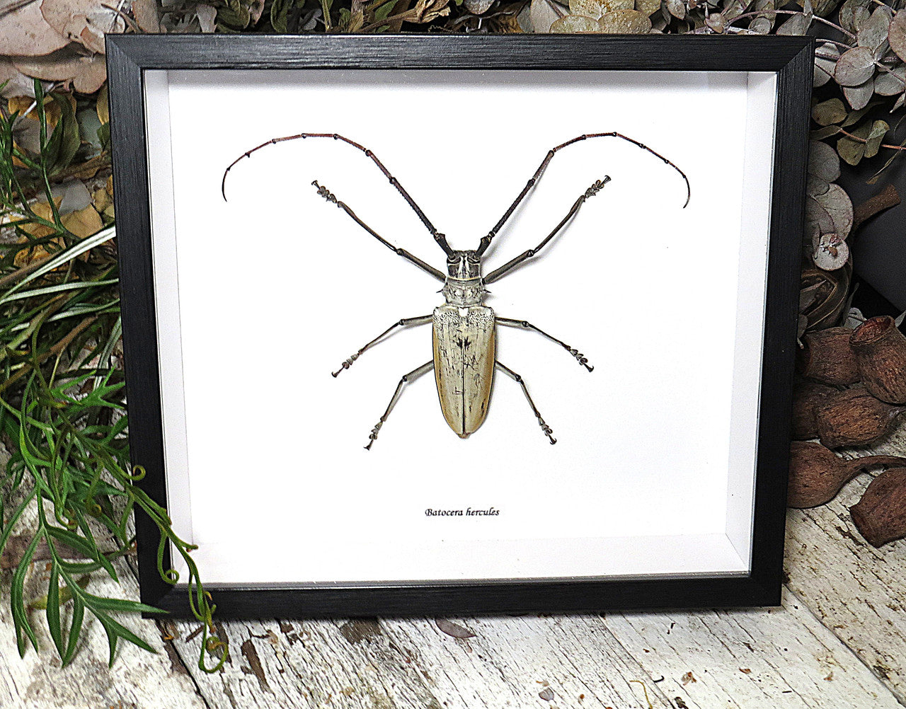 Batocera hercules