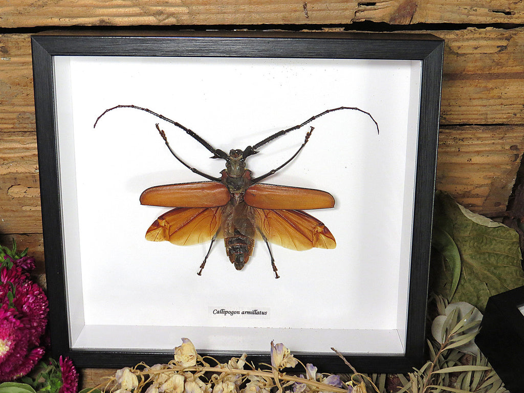 Callipogon armillatus