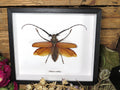 Callipogon armillatus