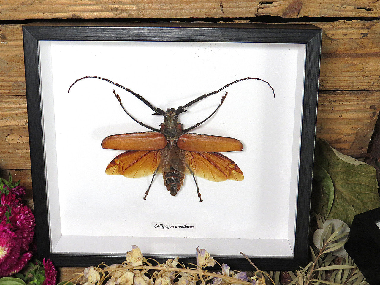 Callipogon armillatus