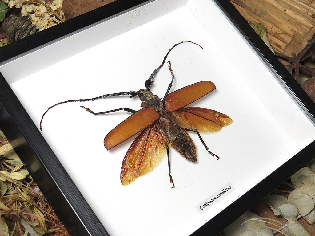 Callipogon armillatus