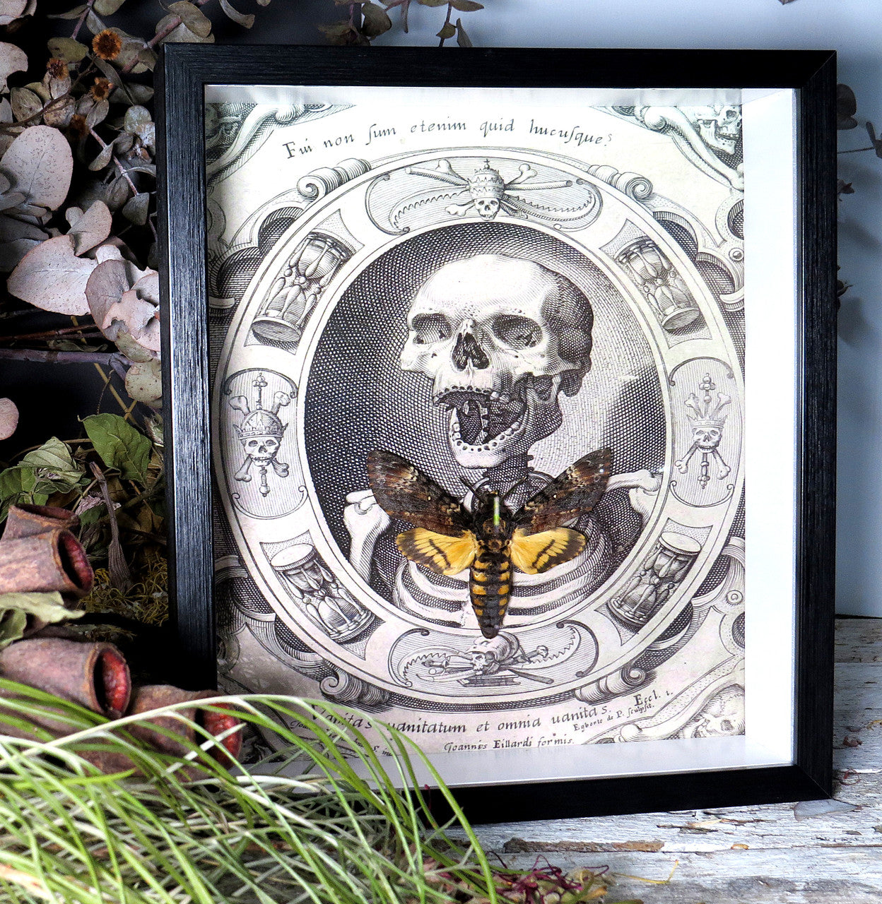 Acherontia atropos / lachesis aka Death's-head moth skull print 2