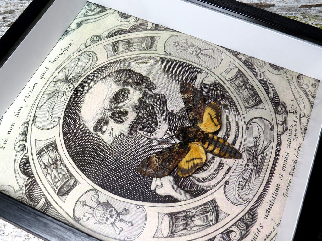 Acherontia atropos / lachesis aka Death's-head moth skull print 2