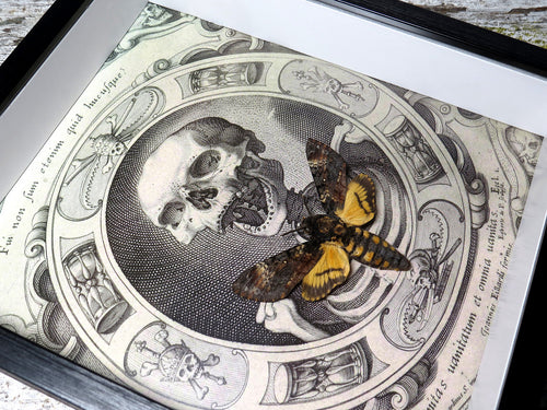 Acherontia atropos / lachesis aka Death's-head moth skull print 2