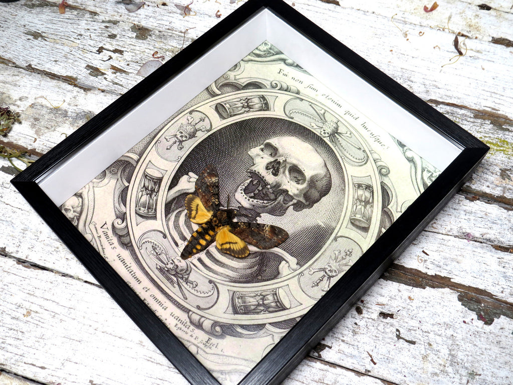 Acherontia atropos / lachesis aka Death's-head moth skull print 2
