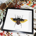 Chalcosoma caucasus