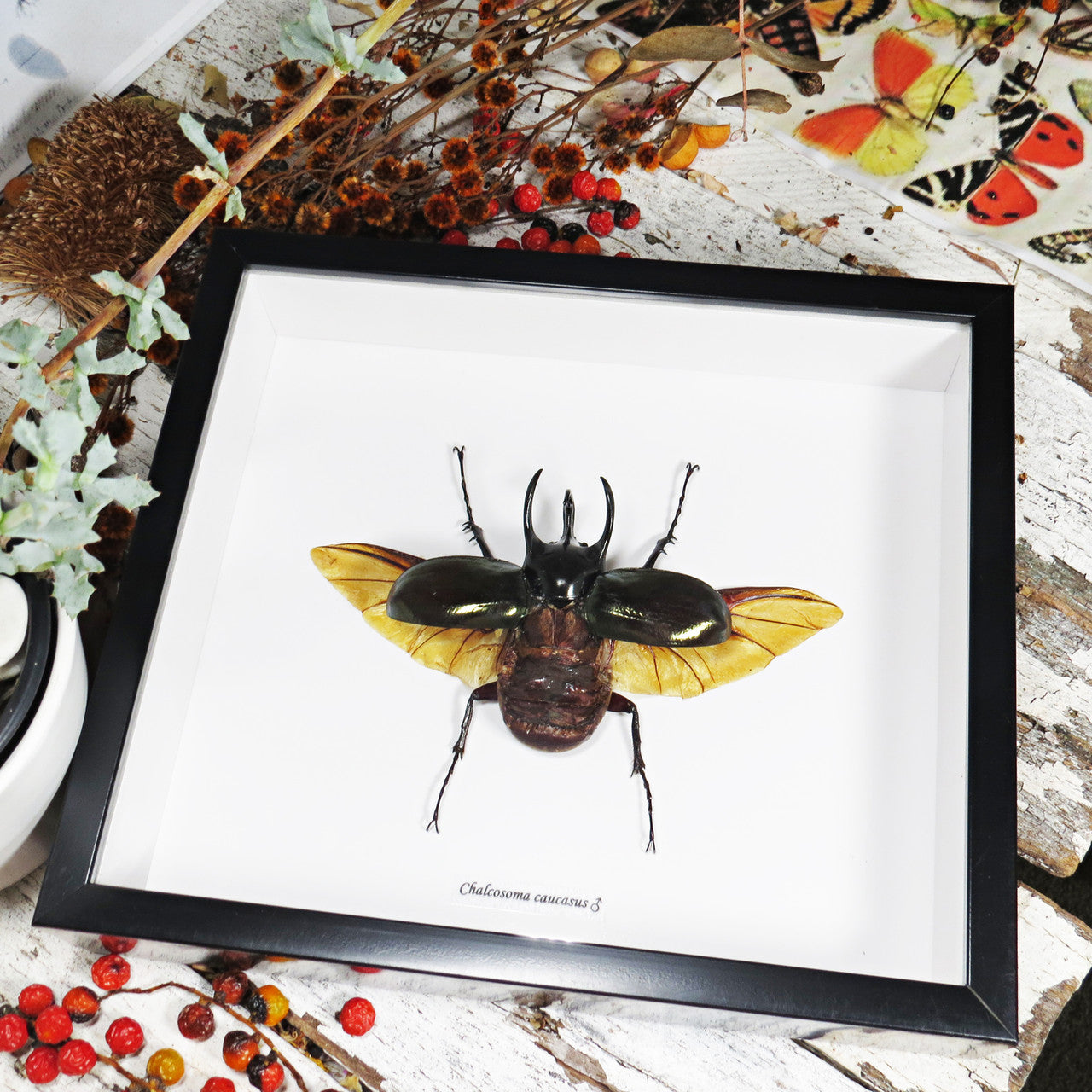 Chalcosoma caucasus