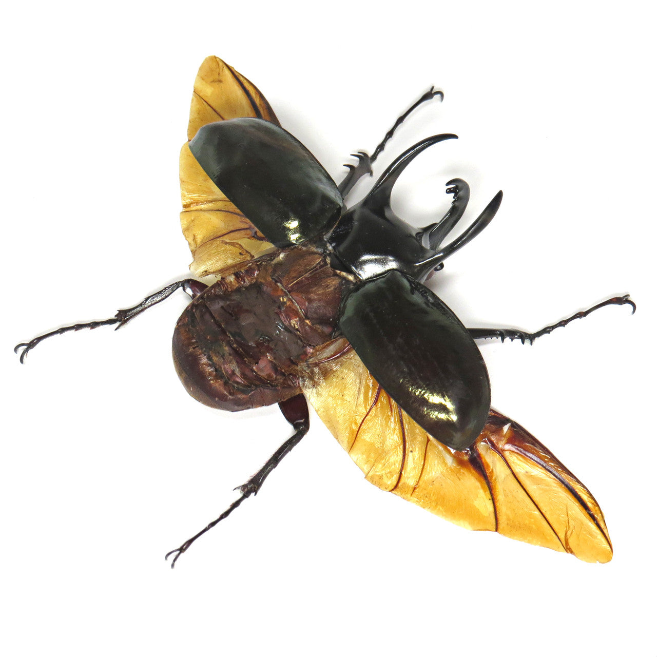 Chalcosoma caucasus