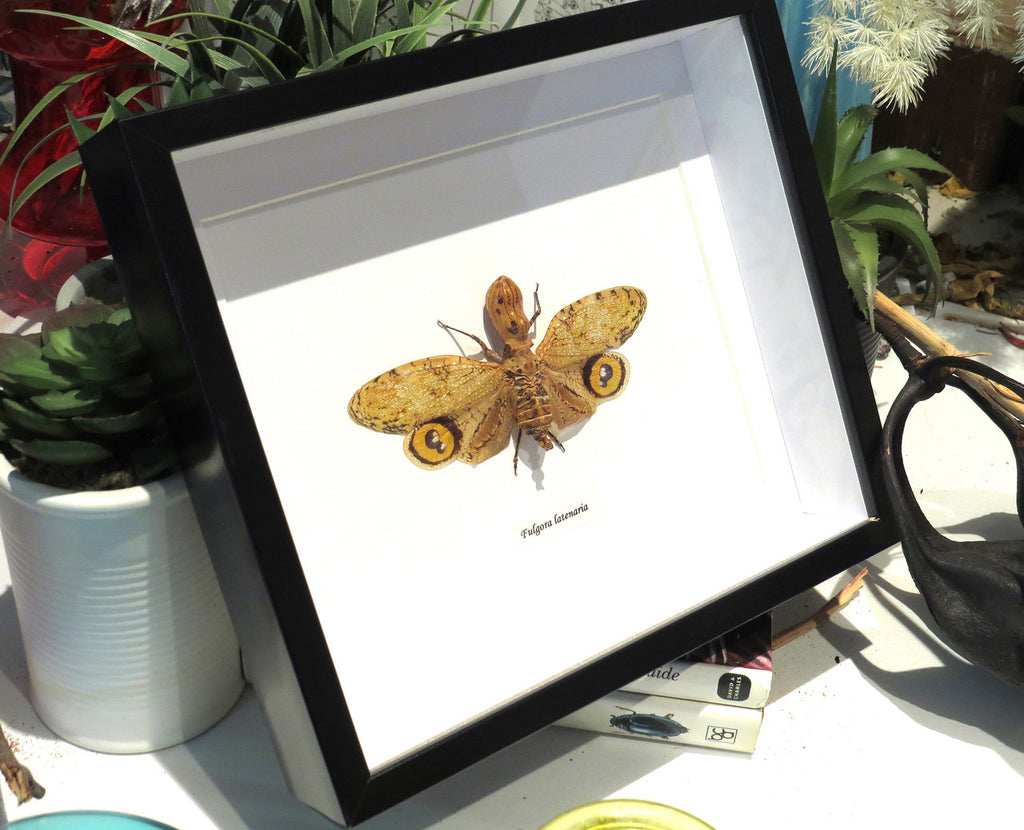 Fulgora laternaria ( special )