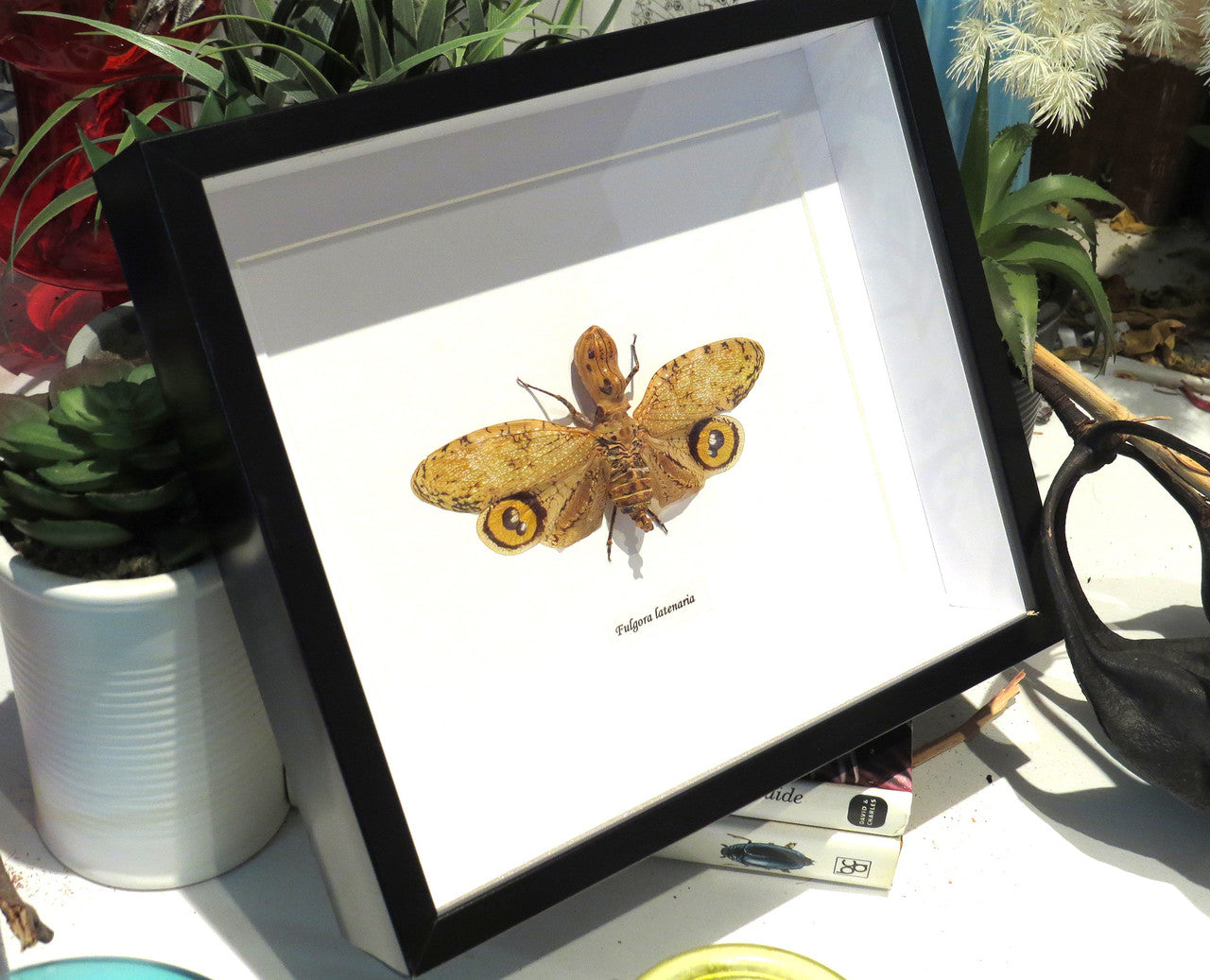 Fulgora laternaria ( special )