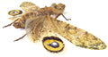 Fulgora laternaria