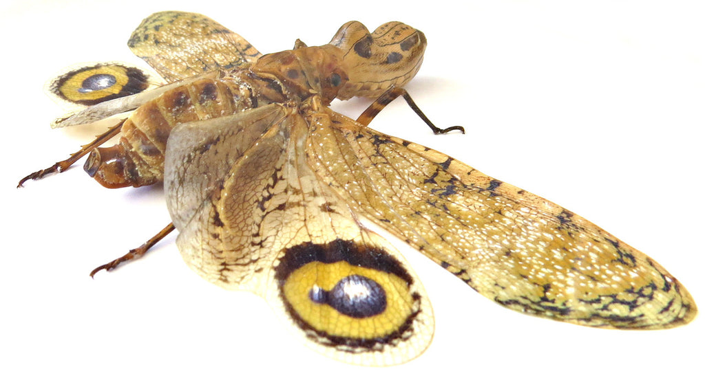 Fulgora laternaria