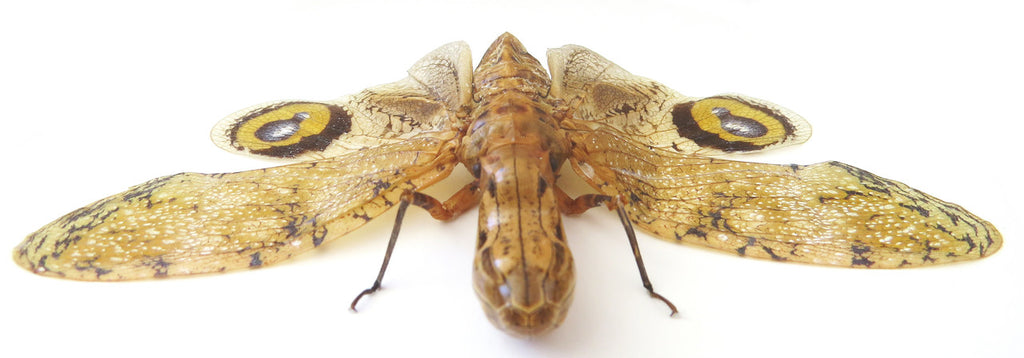 Fulgora laternaria