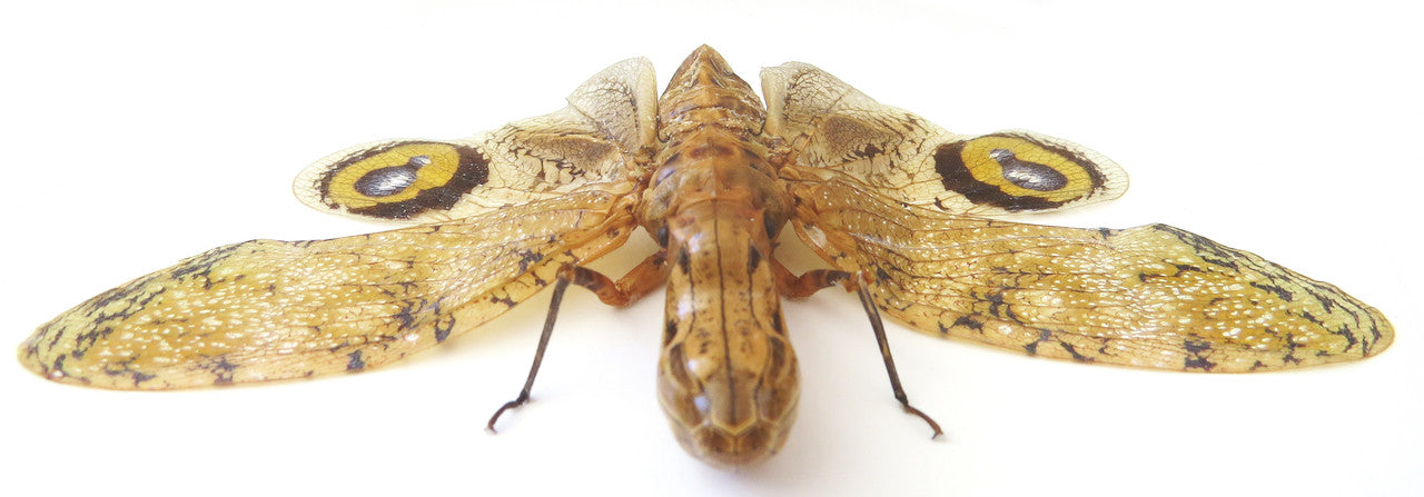 Fulgora laternaria