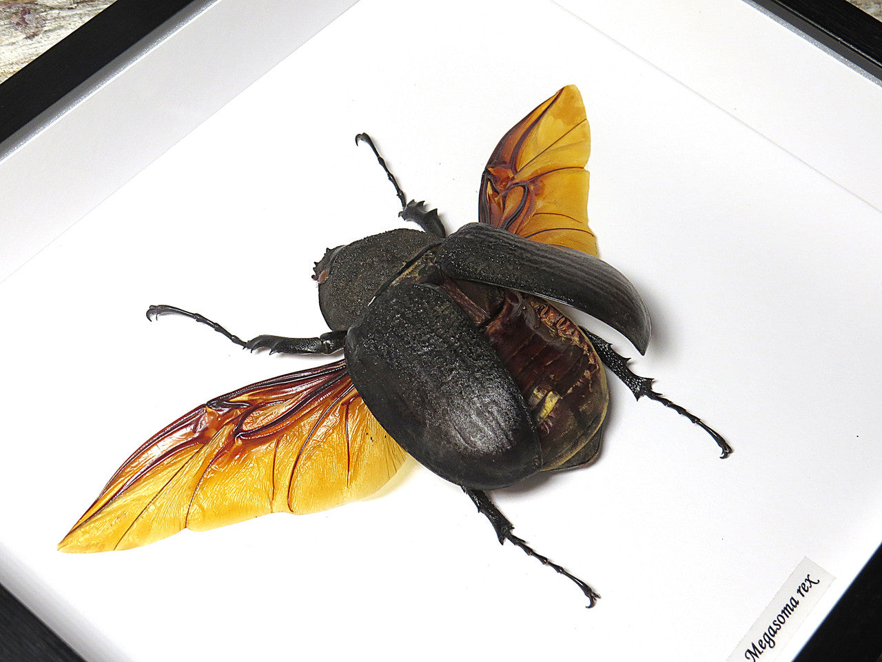 Megasoma rex  female 