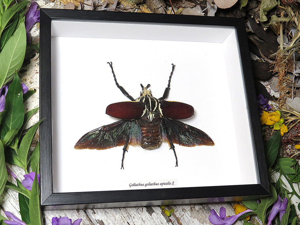 Goliathus goliatus apicalis 