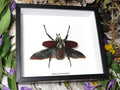Goliathus goliatus apicalis 