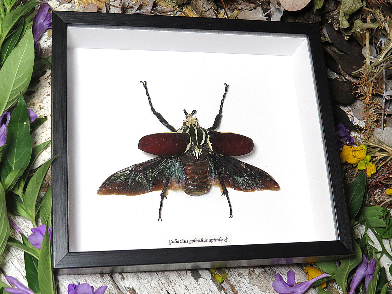 Goliathus goliatus apicalis 