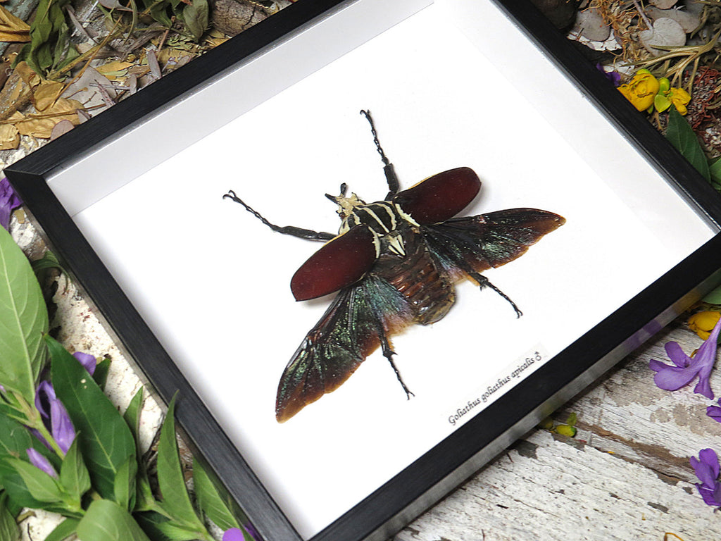 Goliathus goliatus apicalis 