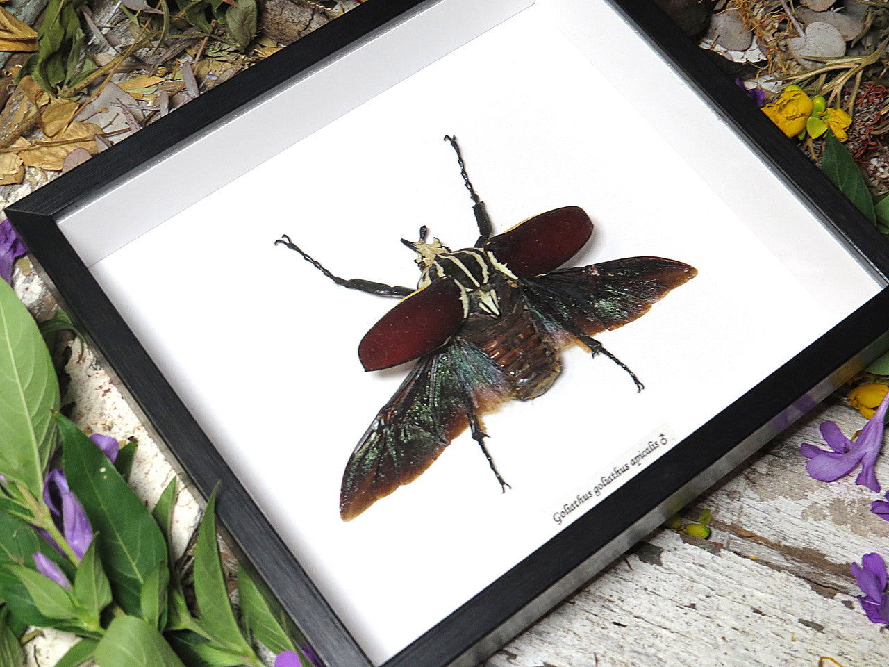 Goliathus goliatus apicalis 