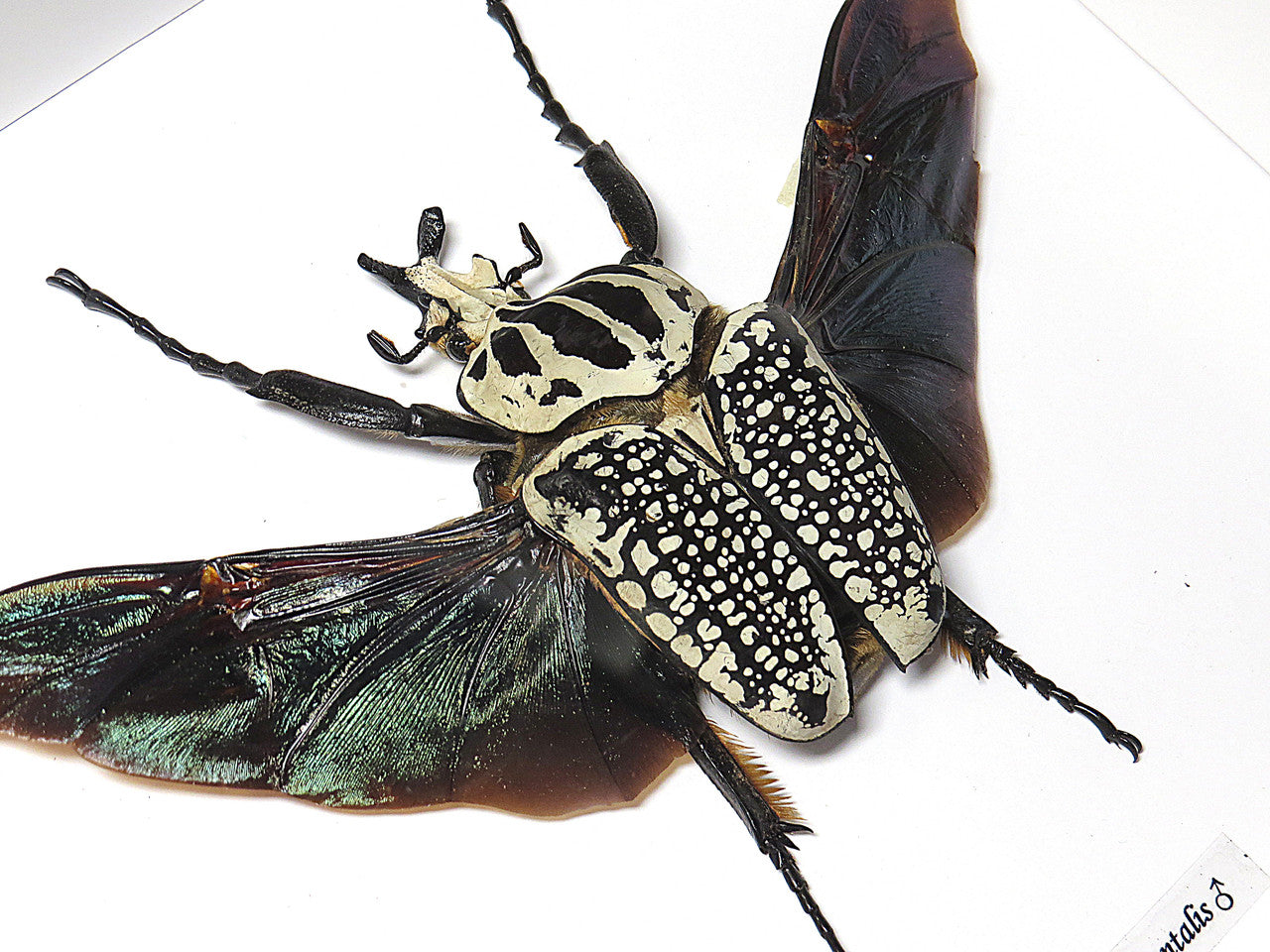 Goliathus orientalis XXL – Bits & Bugs