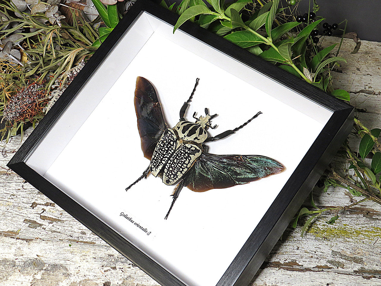 Goliathus orientalis