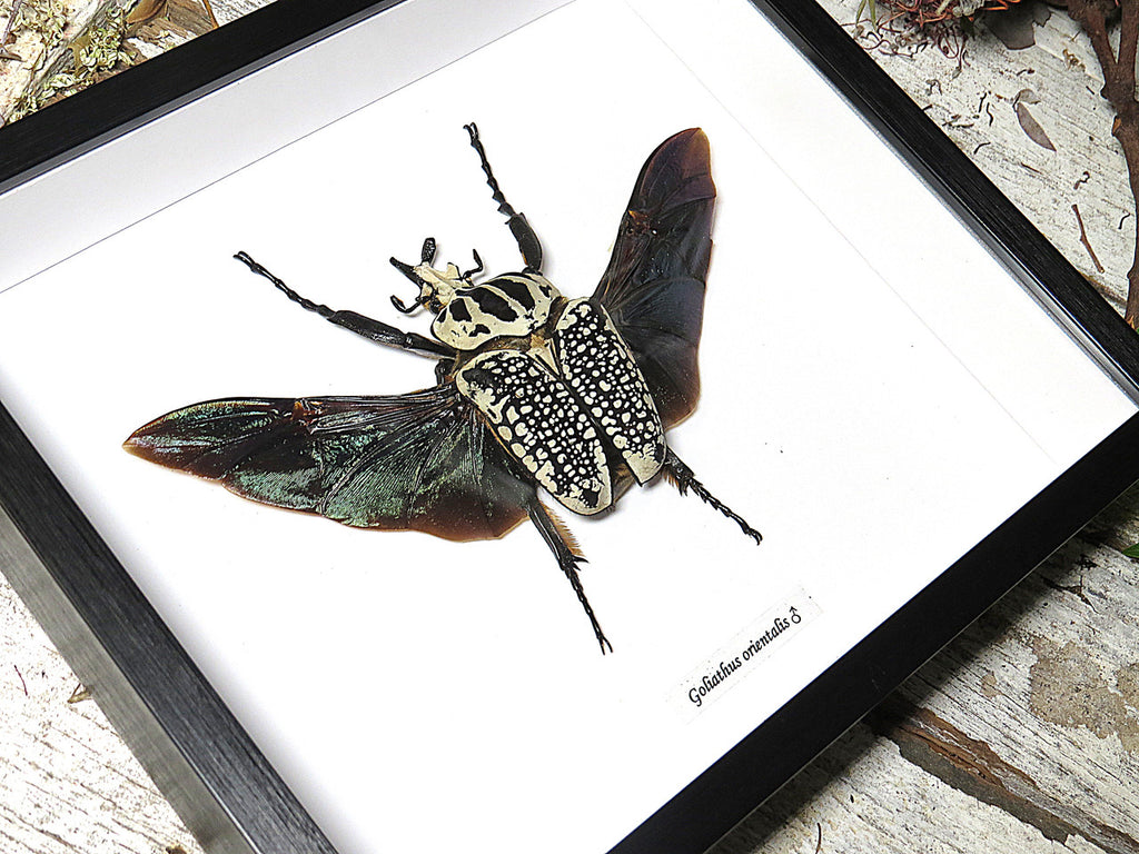 Goliathus orientalis
