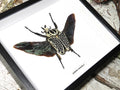 Goliathus orientalis