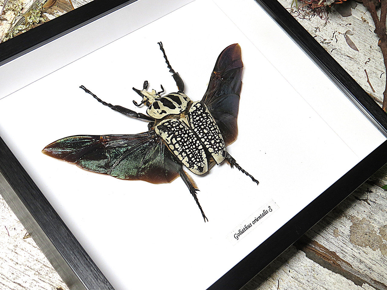 Goliathus orientalis