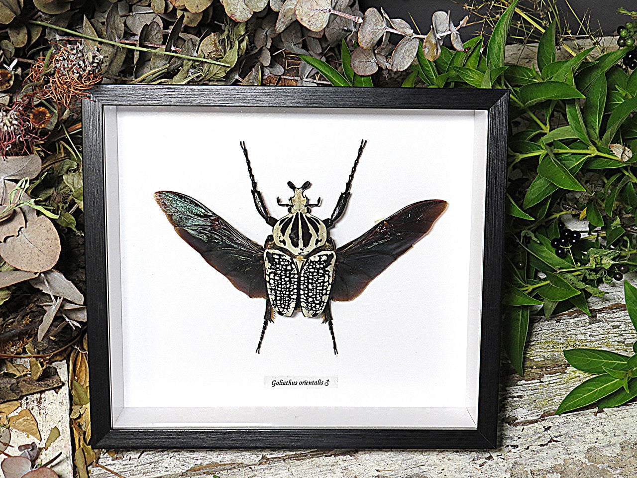 Goliathus orientalis XXL – Bits & Bugs
