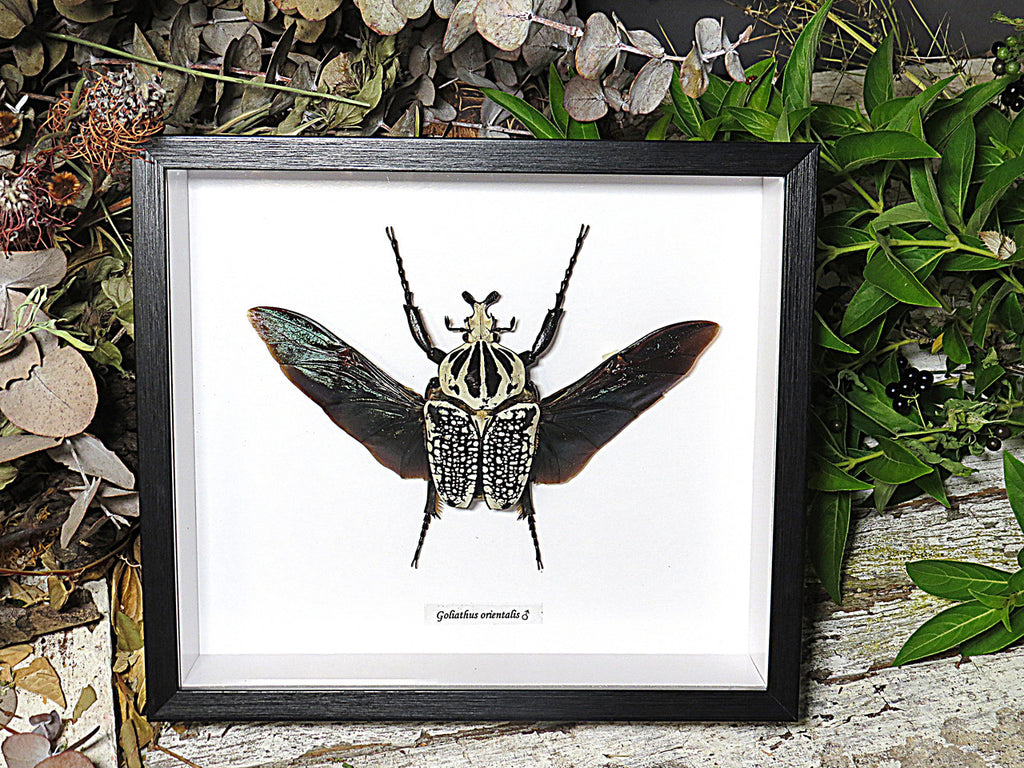 Goliathus orientalis