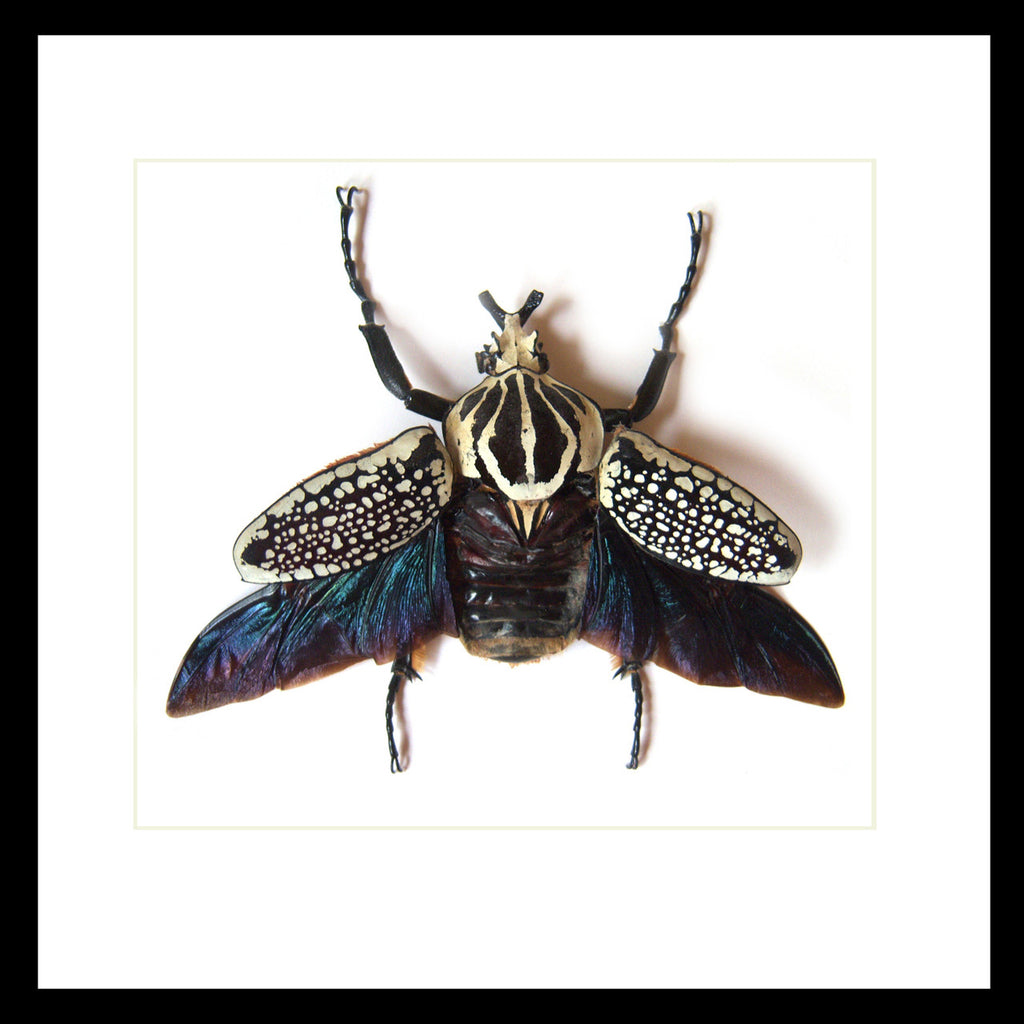 Goliath orientalis African beetle Bits & Bugs 