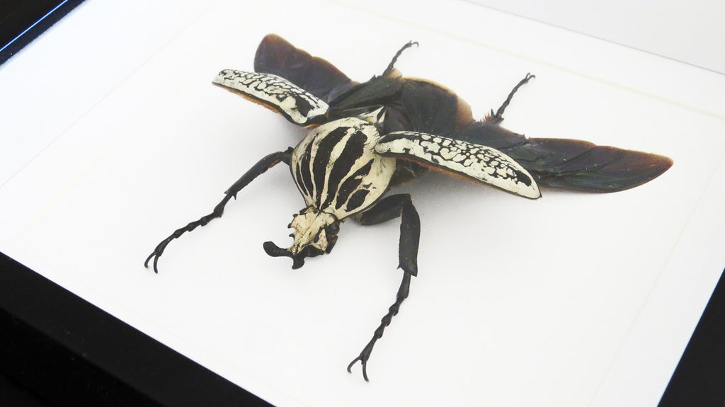 Goliath orientalis African beetle Bits & Bugs 