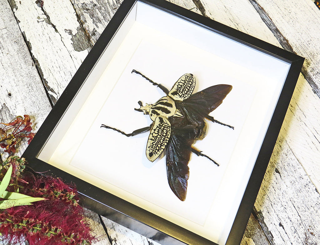Goliath orientalis African beetle Bits & Bugs 