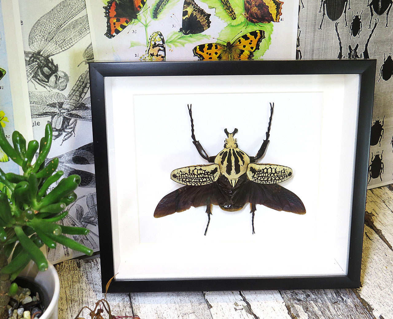 Goliath orientalis African beetle Bits & Bugs 