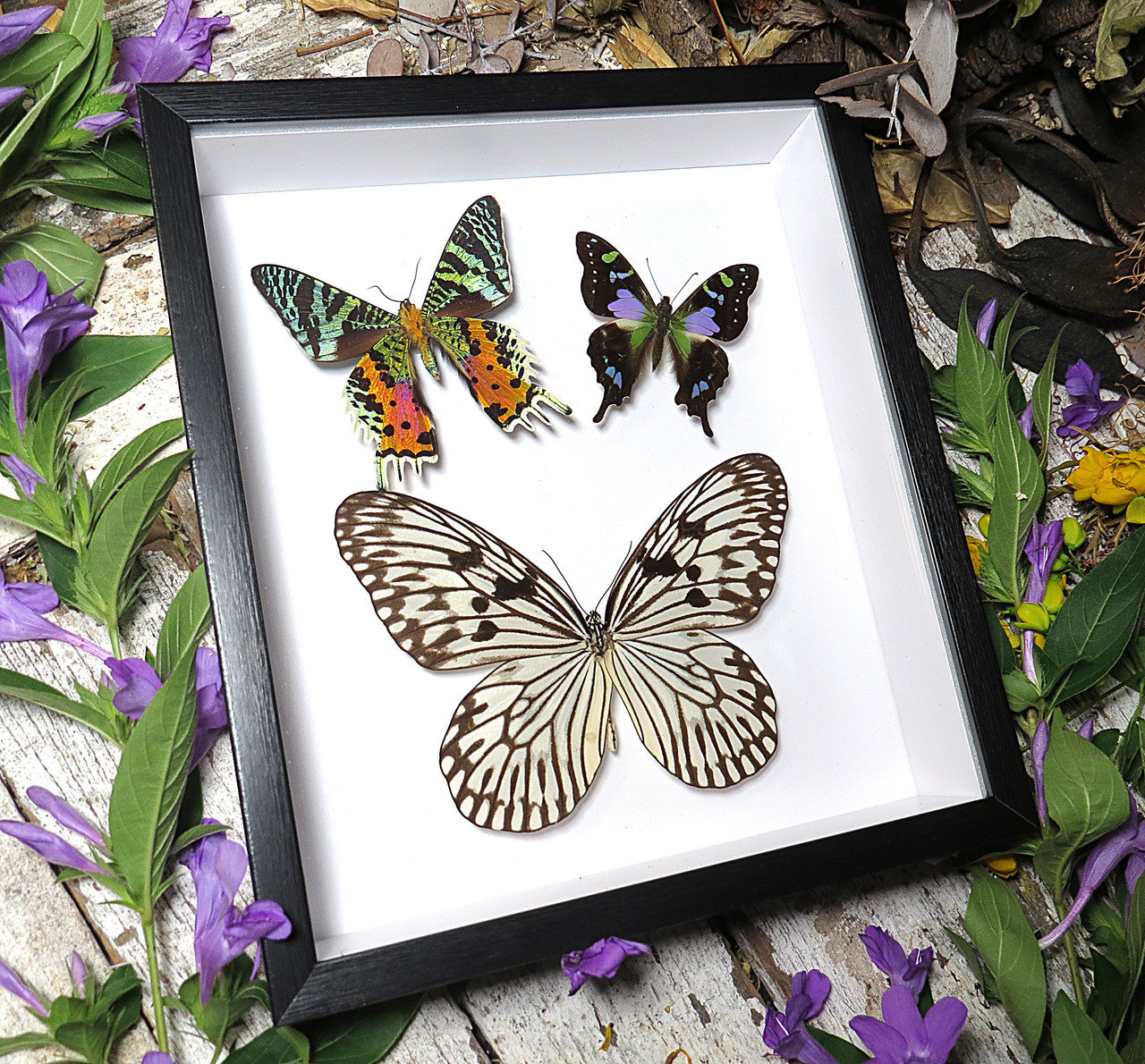 Three butterfly combo