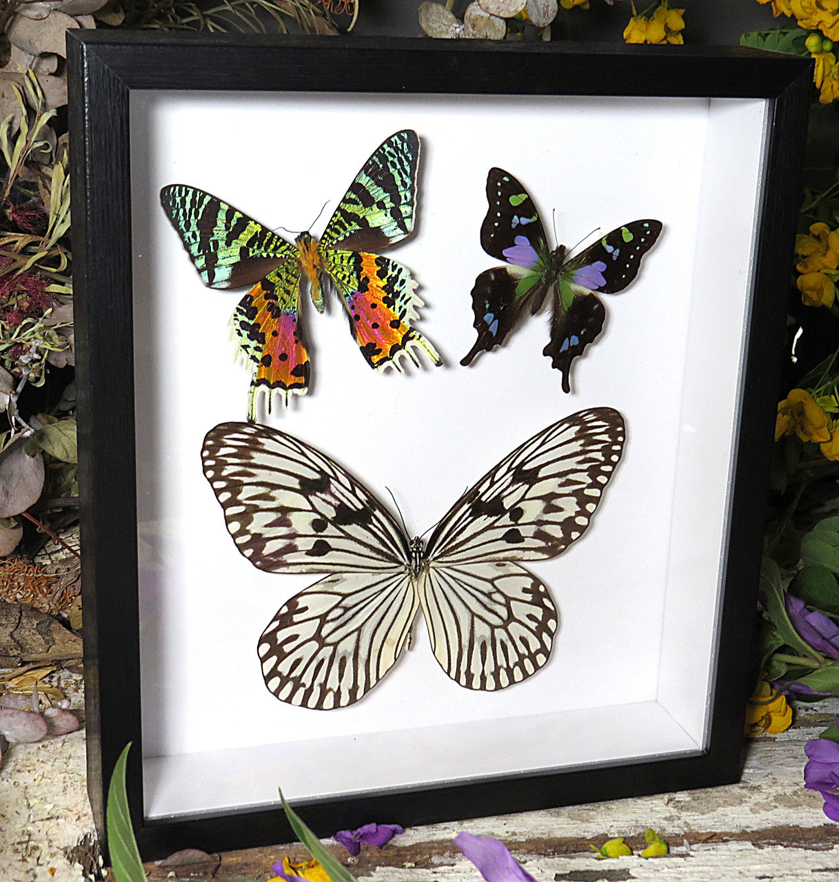 Three butterfly combo