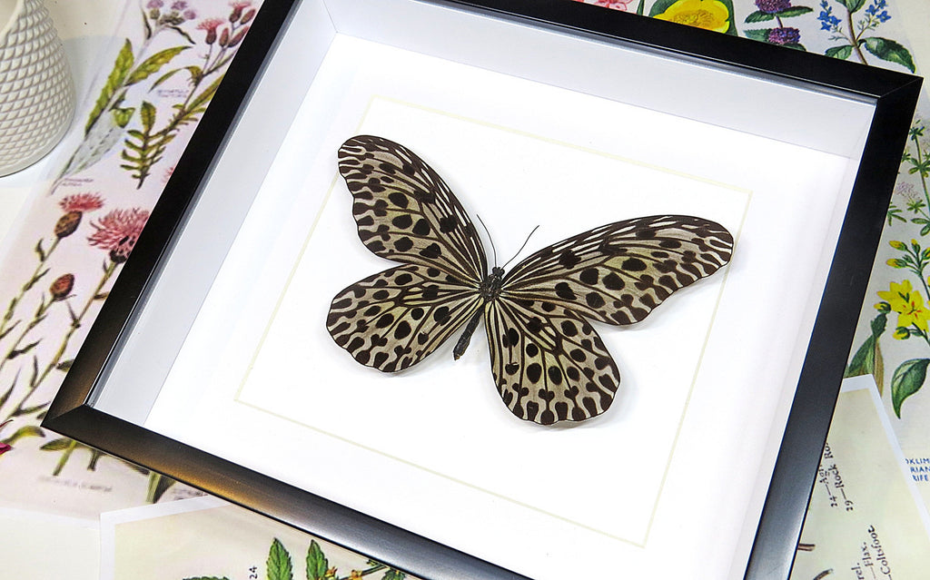 Framed butterflies Idea lynceus Bits & Bugs 