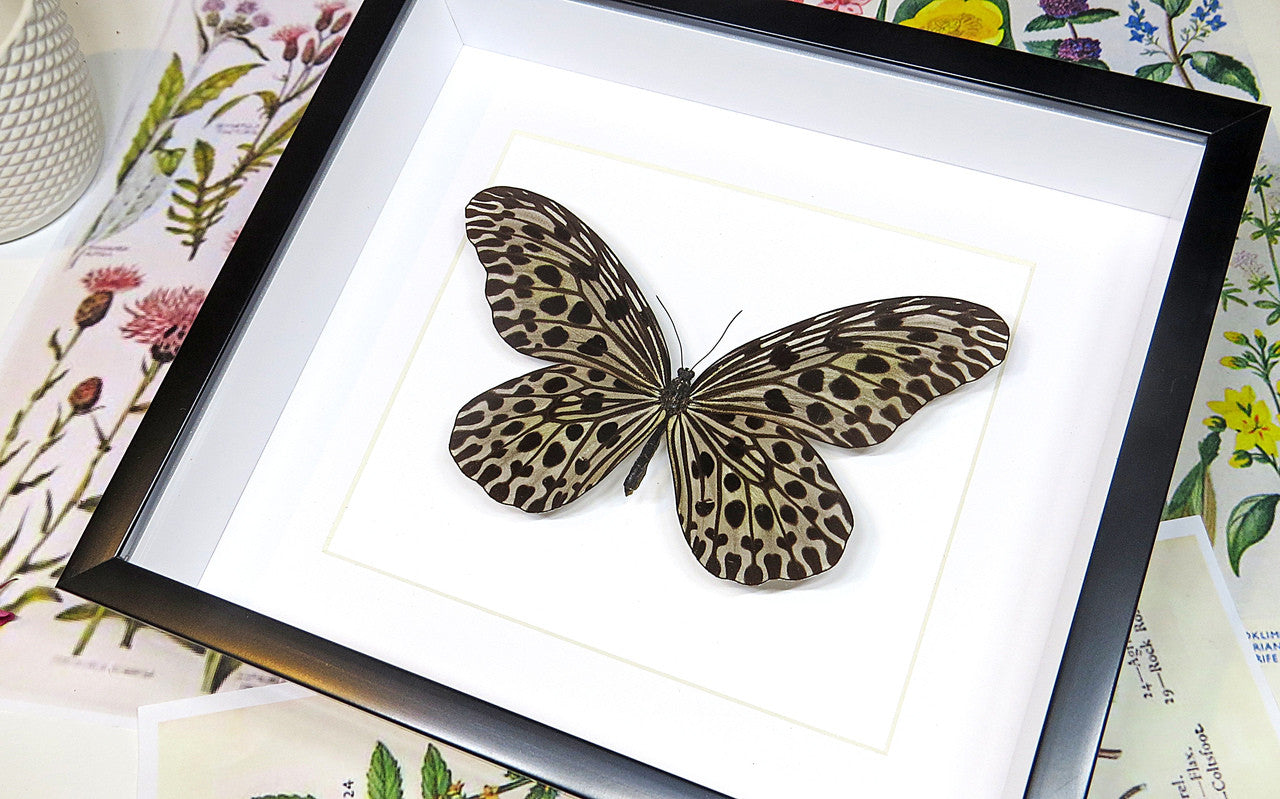 Framed butterflies Idea lynceus Bits & Bugs 