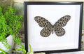 Framed butterflies Idea lynceus Bits & Bugs 